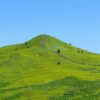 A lush green hill in front of a bright blue sky.