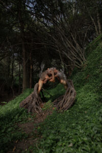 In einem Wald wachsen aus starken, dicken Baumwurzeln zwei menschliche Figuren heraus, die sich umarmen. Die Figuren sind oberkörperfrei. Der Wald ist dicht und dunklen, die Baum-Wesen stehen auf einem schrägen Hügel.